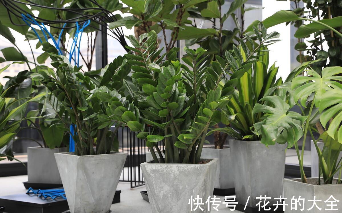 利于健康的“9种花”,株型雅致有格调,寓意“吉祥”有韵味