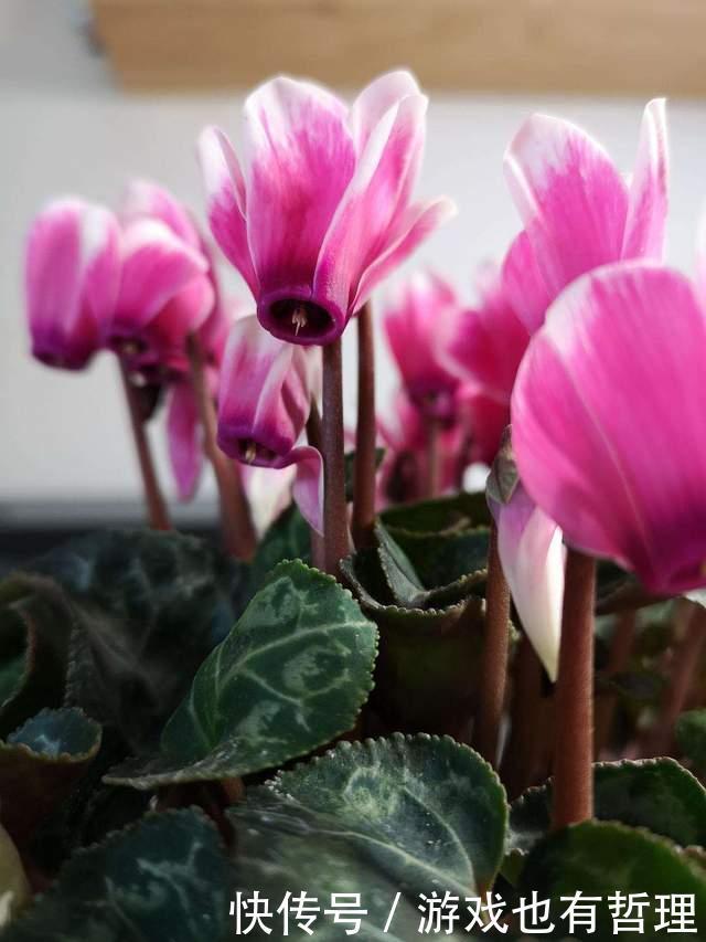 新买的仙客来,枝条老化,花苞脱落,怎么办