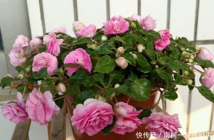 三种花非常顽强皮实，种哪长哪，生长开花不停