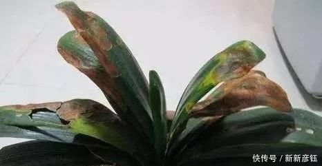 这16种花冬天越浇越死,3个月不管,反而长高个