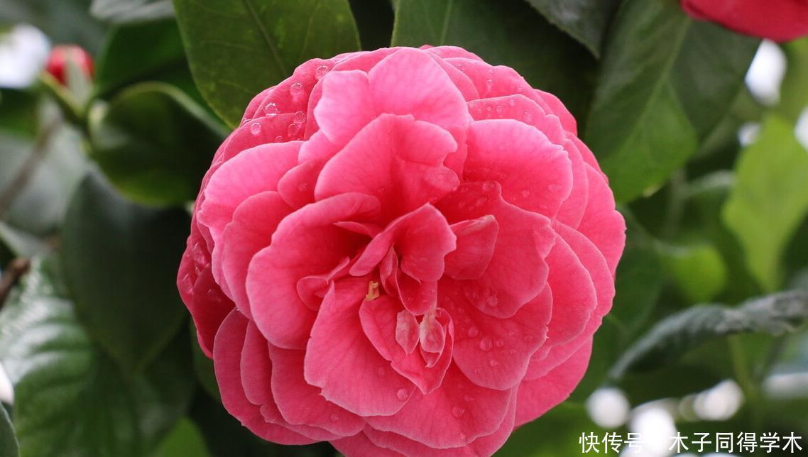 封闭阳台这几种花最好不要入手,因为实在不好养