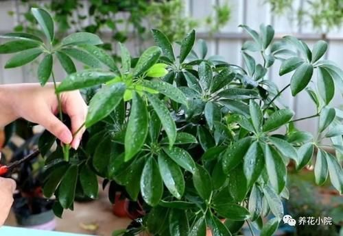 养鸭脚木，这个位置“剪一刀”，长得枝繁叶茂，株型更美观