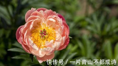张仲景|医圣张仲景：治咳喘特效方！传承1800多年，仅8味药，疗效神奇！