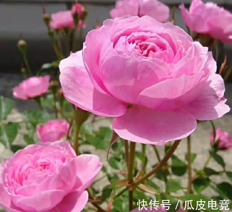 月季总是黄叶，没生机，原因都在这里，看看你属于哪一个