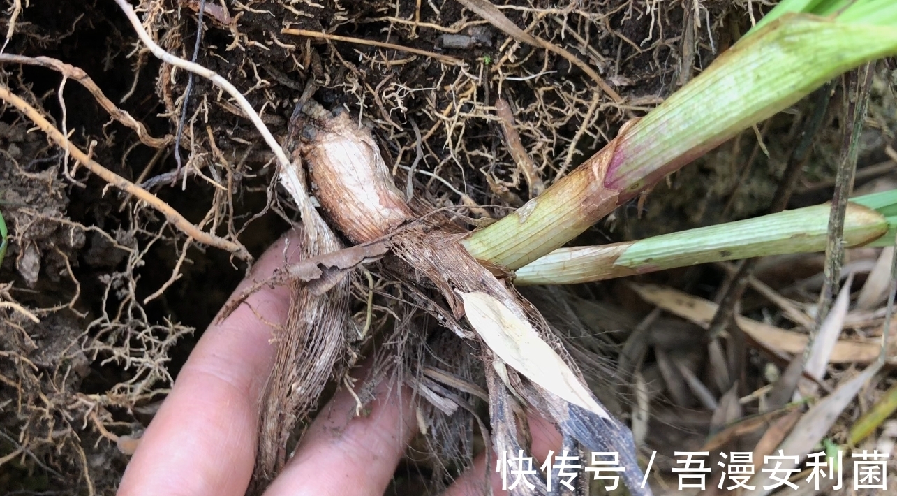 黎芦|“藜芦”山里很常见，是有毒的药用植物！生活在农村有必要认识