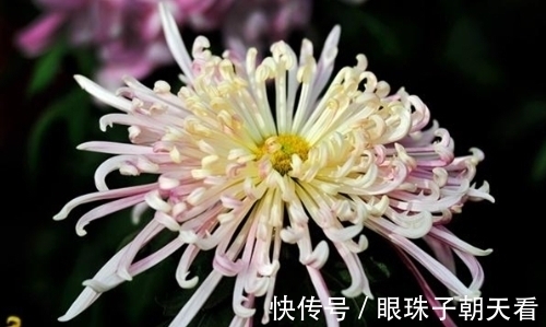 七律#吟菊七律九首:红尘何寄相思语,一缕幽香几度情