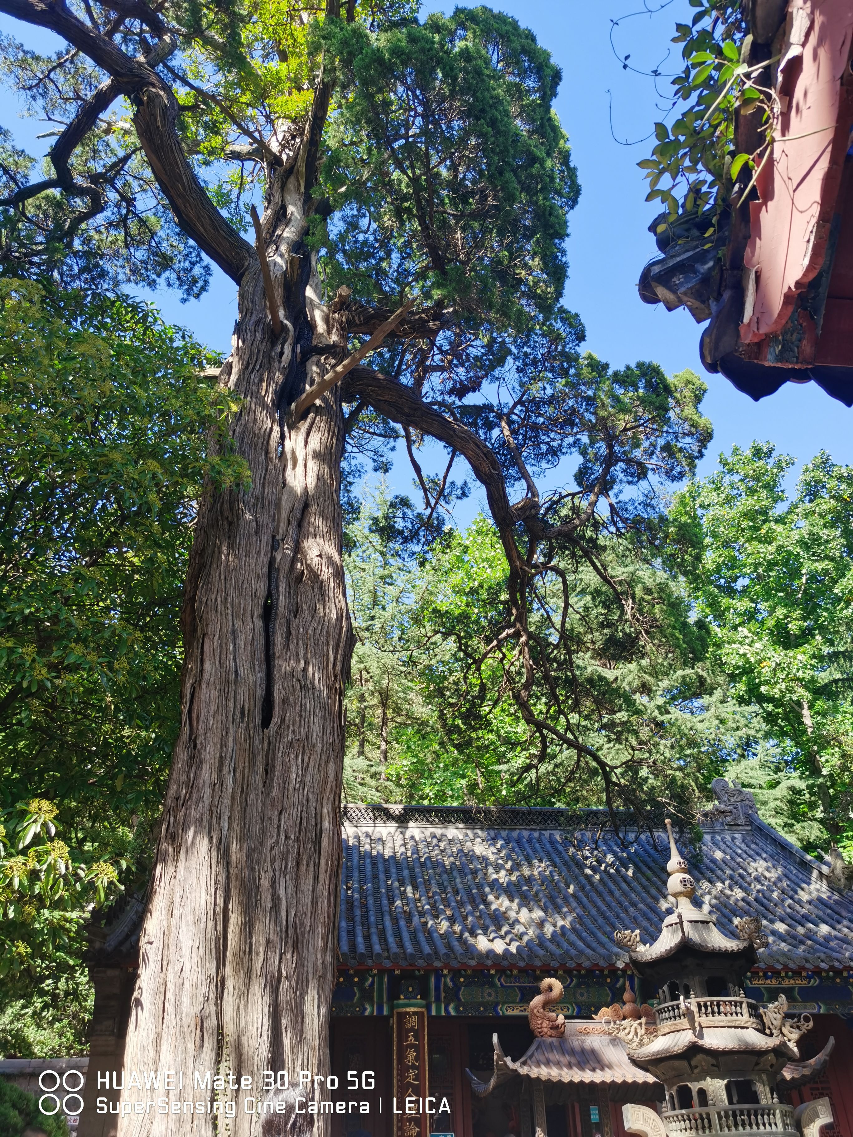 太清宫中访耐冬|散文 | 崂山