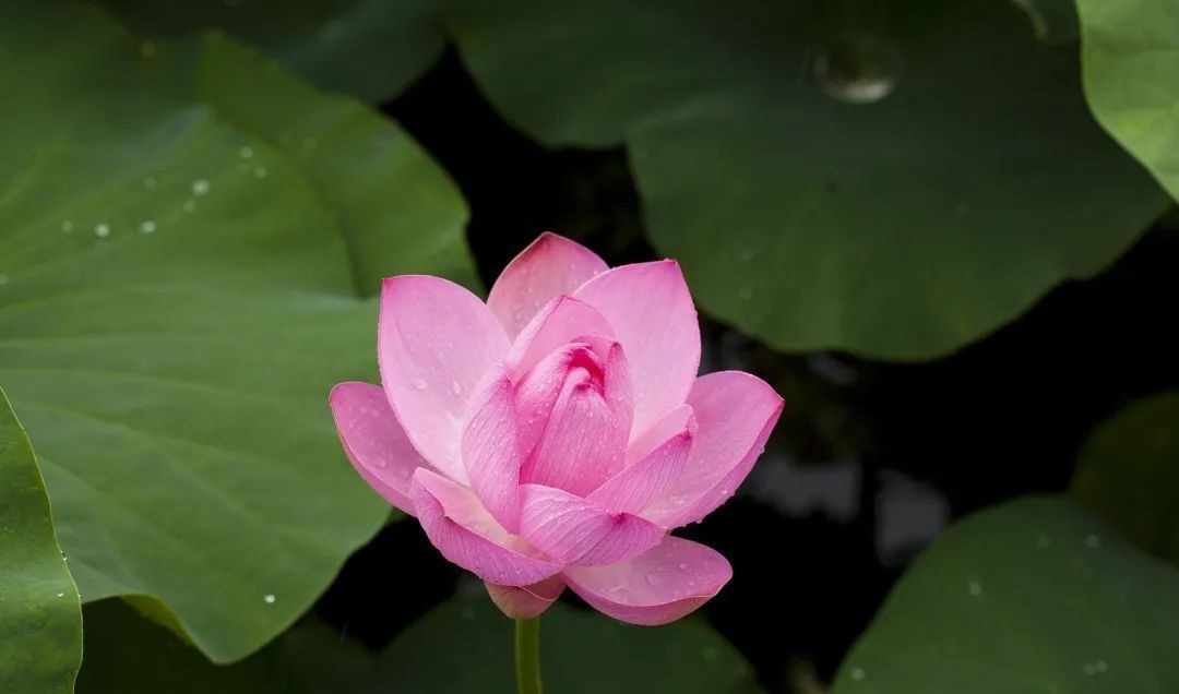 莲须|一物“六药”,全身都是宝!清心安神,补脾止泻,搭配这4种方法效果更好