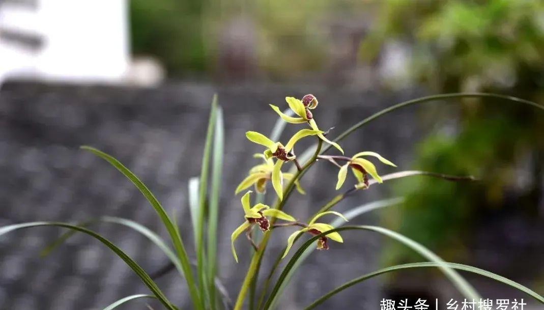 新手种植兰花,最容易犯的6大错,每一条都会影响兰花长势