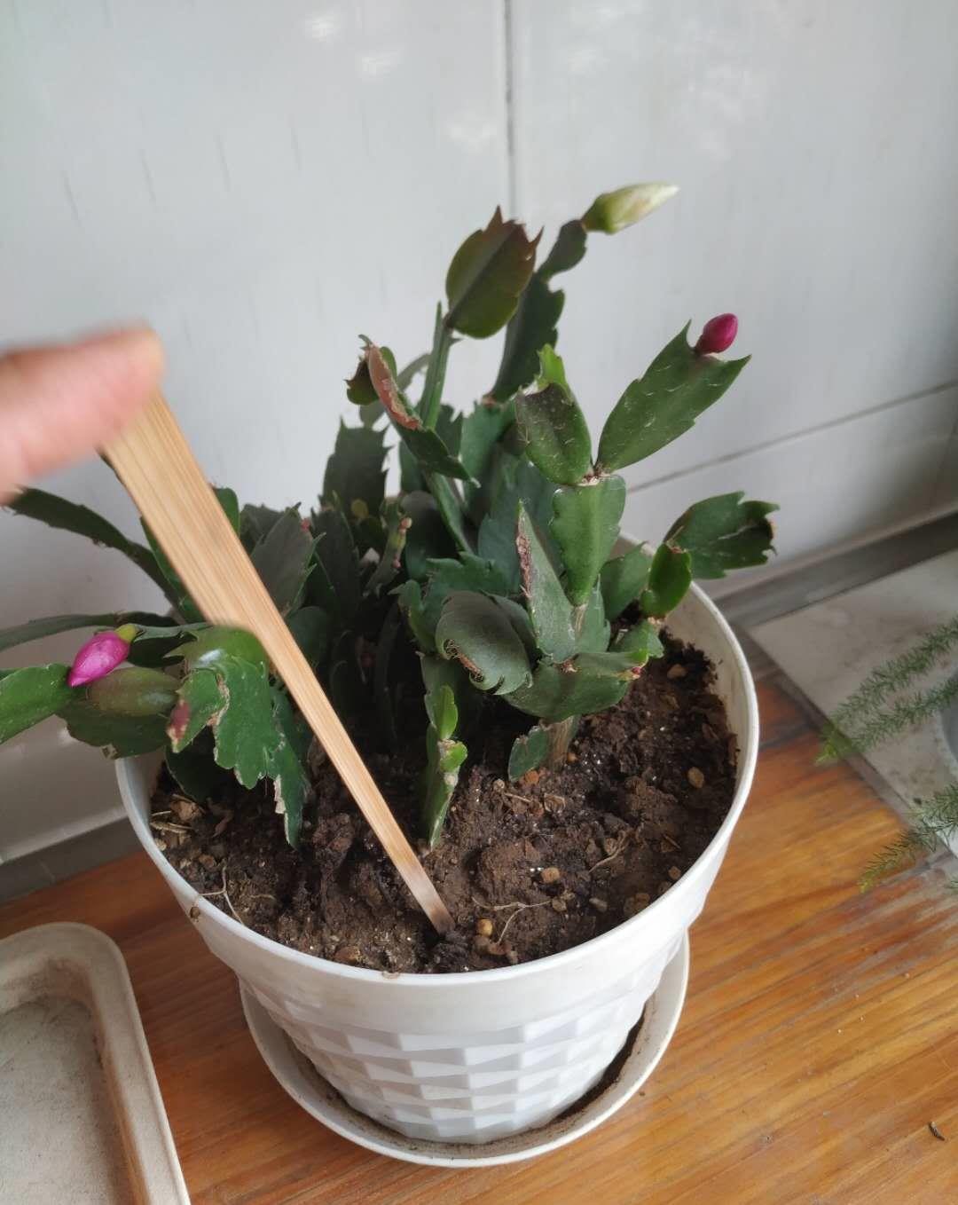 度夏|蟹爪兰掉叶子?2个“原因”解决好,叶子肥厚,度夏无压力