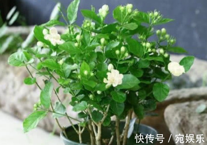 五角星花|现在就养“3种花”,越热开花越多,养护简单漂亮,大家都抢着买