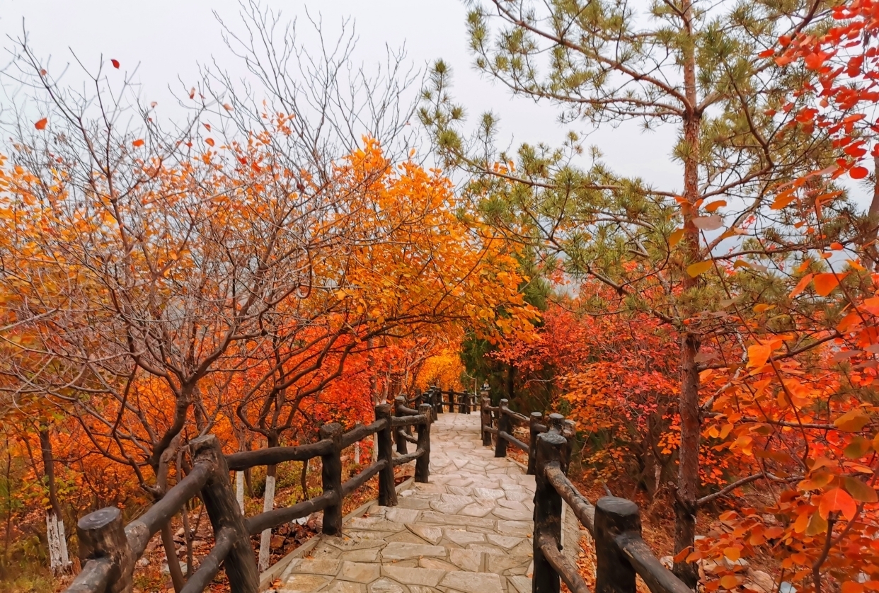 北宫国家森林公园|北京赏秋好去处，比香山人少，依山傍水而且还有漫山遍野的红叶！