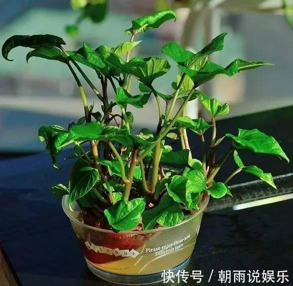 绿萝|丢水里就能长得很好的6种蔬菜,比花美、比绿萝还好养!