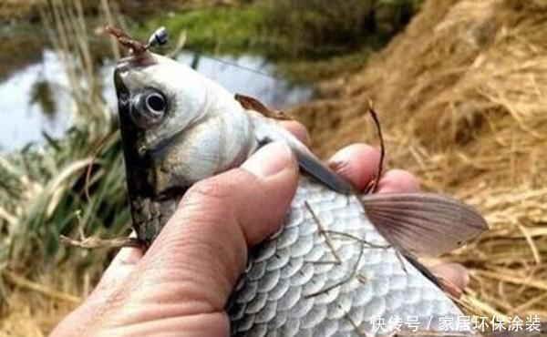 冬季钓鲫鱼,传统钓更有优势,试试这种钓法,让你大鲫鱼连竿上