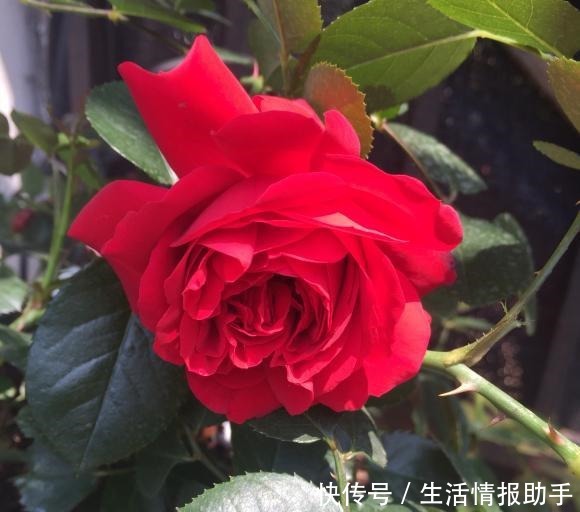 藤本月季三年才成型不,选择这3个品种,一年就能给你一面花墙!