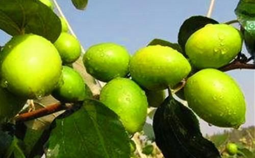 预防|吃了年轻的食物,爱美女性坚持吃,预防早衰,美容活血,身体更好