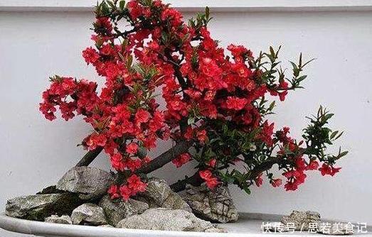 北方夏季温度高，盆栽养花就栽种它们，能一茬接一茬砰砰开花