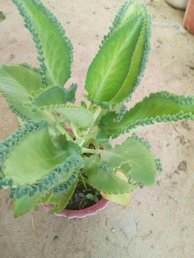 4种花特容易爆崽,呼呼长出一圈小芽,摁都摁不住