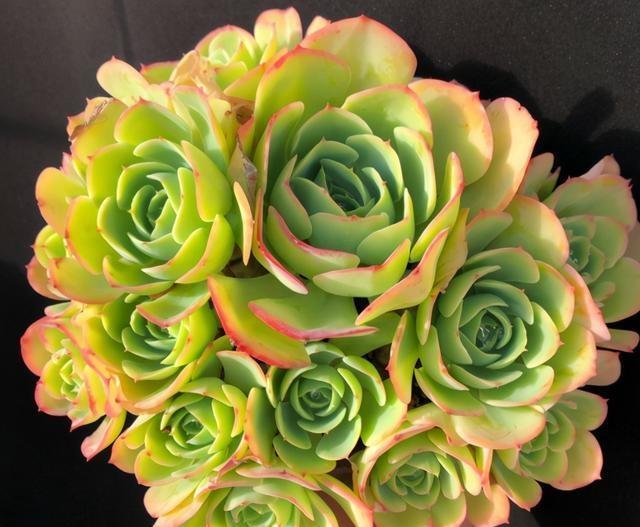 其实它是柠檬玫瑰多肉品种,拿来送人简直不能再好!