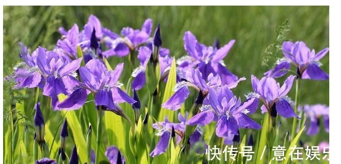 象征着鹏程万里，前途无量，素雅大方的鸢尾花