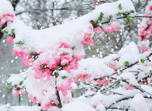  踏雪寻梅|大雪赏梅：暗香疏影 踏雪寻梅