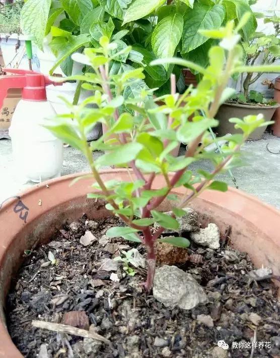 1个小窍门,普通的太阳花也能养成万元盆景老桩,邻居纷纷来学!