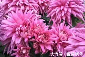 喜欢菊花，不如养盆“珍稀名菊”胭脂红，似粉色绣球，艳丽夺目