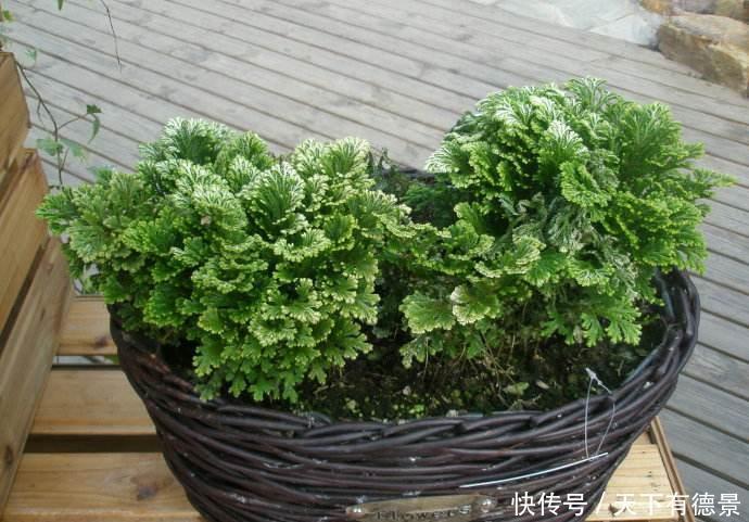 九死还魂草,号称生命力最顽强的植物,观赏价值高,还可做盆景