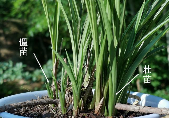 兰苗|如何让僵苗快速成长？倒盆换植料，半个月见成效