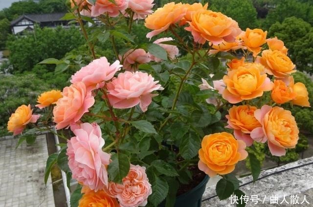 扦插月季不生根用它捂一捂,过几天“冒白根”,变成月季大户!