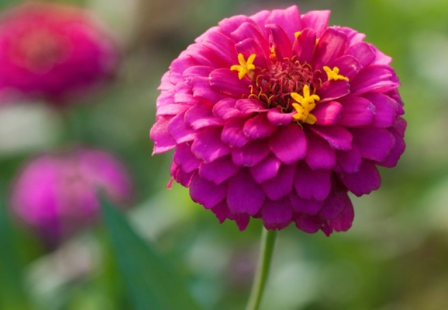 养花就养“它”，花开100天，好养易活、耐干旱，比菊花好看10倍