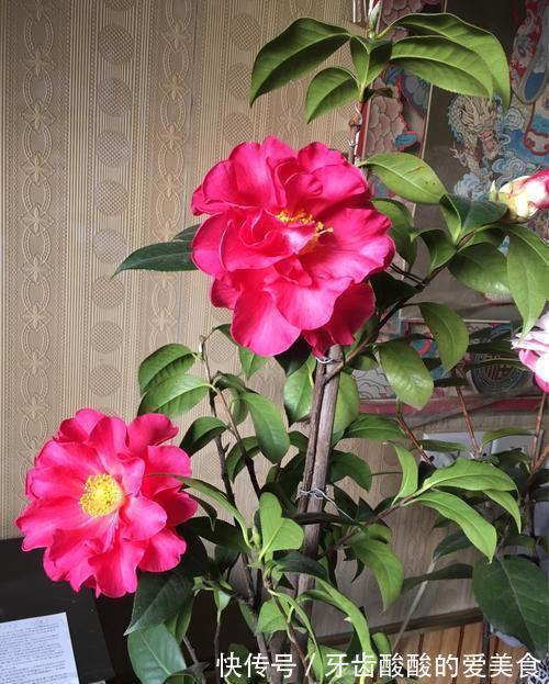 10大健康花,建议养一盆,不但能吸废气制氧气,还好养贵气