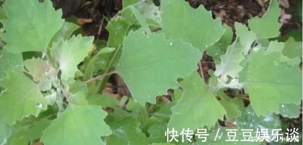 美味|田间地头很常见的野菜，城里餐桌上难得一见美味，小伙伴们记得吗