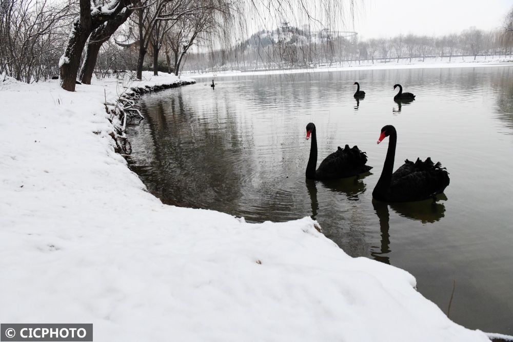 广平|河北广平：雪后天鹅湖美景如画