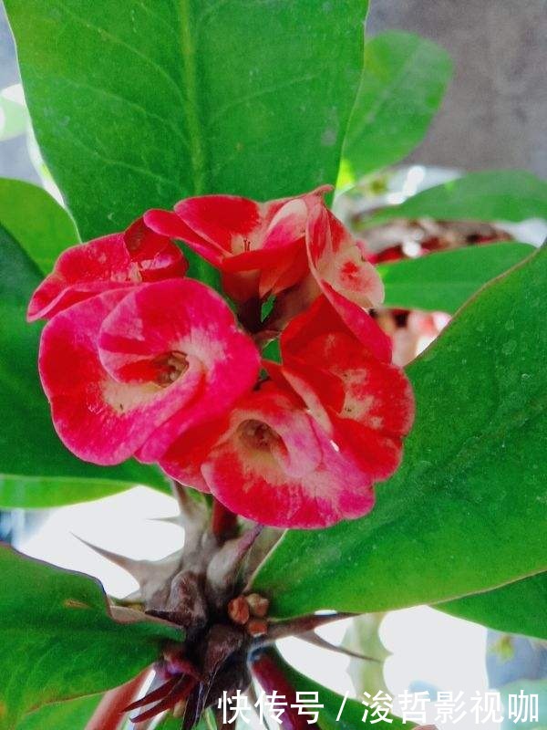 花友们|“5种”有毒花别乱养,换盆要戴手套,小心皮肤红肿