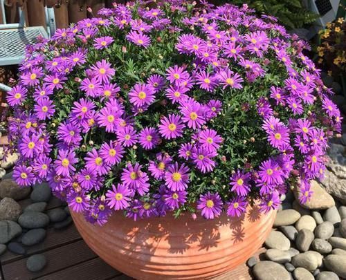 最适合养在卧室的花卉，能净化环境还能吸甲醛跟二手烟，特别好养