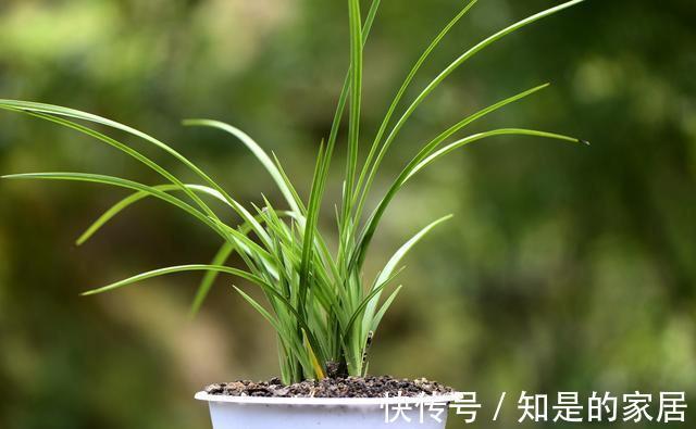 花盆|养兰花不会施肥怎么办？专为新手定制的技巧，不施肥养兰法