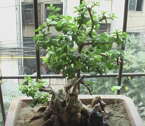 客厅|张大爷不喜欢绿萝,家里就养“它”,摆客厅显得“高档”,值钱