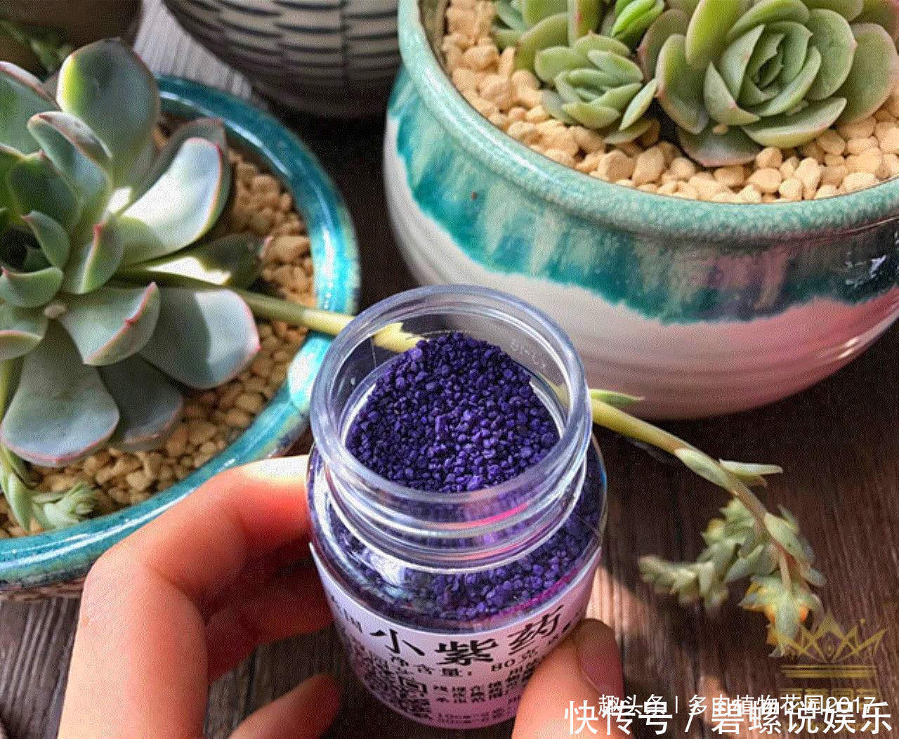 养花容易招小飞虫,这样处理,虫没花美