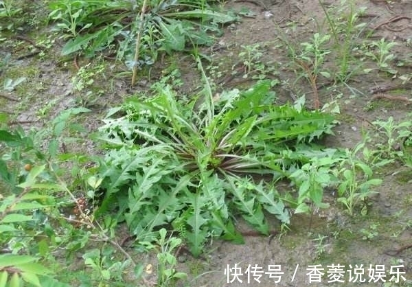 土方子|以前农村人不知道这种野草的作用,现在知道了,都争着采摘!