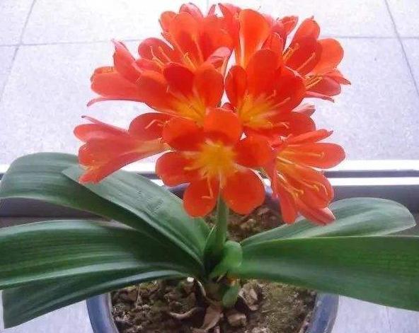 君子兰不冒花,直接“一刀切”,花箭钻出叶,花开“年年红”