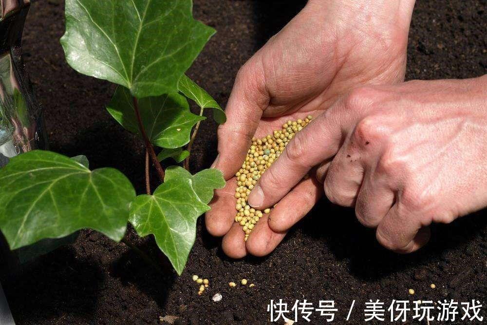 养花肥“又杂又贵”?认清3元素,花几块钱,养一百种花