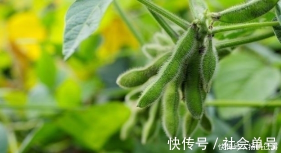 不飽和脂肪酸|中老年人多吃5種蔬菜，對血管最好，遠離高血壓、高血脂！