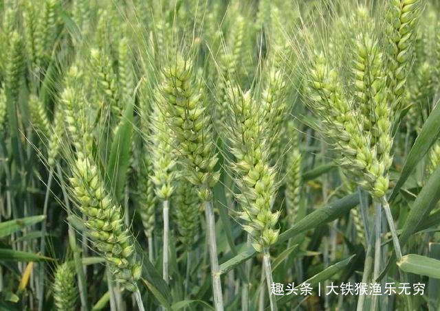 饵料|五种野钓大鱼的神饵,都藏在你家的厨房,老钓鱼人都在偷偷用