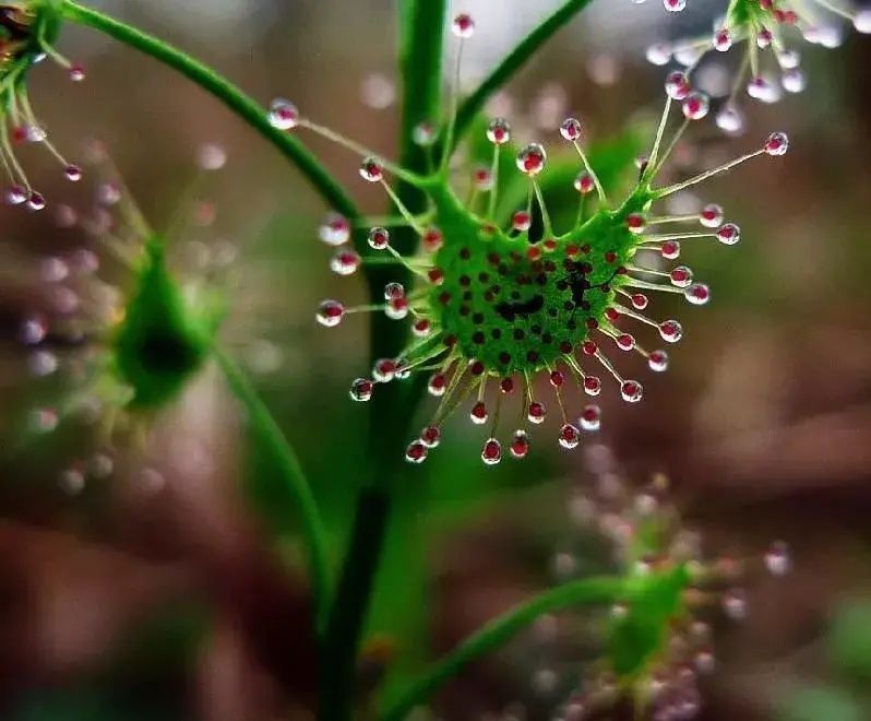 蓝眼菊|乡下拍到的照片,99的人没见过尤其是第7张绝了