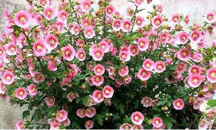 此几款花卉,烂漫迷人,枝繁叶茂,花开满盆暴成花海
