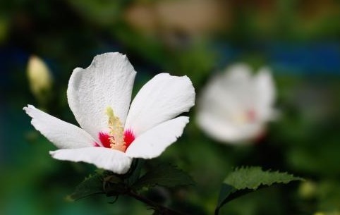 清热解毒|十人九痔，李时珍称赞过的“野花”，连续饮水3天，痔疮会远离你