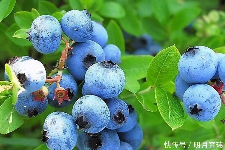 食物|每天晚上多吃3种食物，美容养生、滋润肌肤，好处多多！