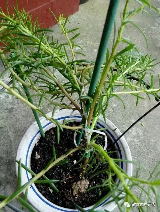 1个小窍门,普通的太阳花也能养成万元盆景老桩,邻居纷纷来学!