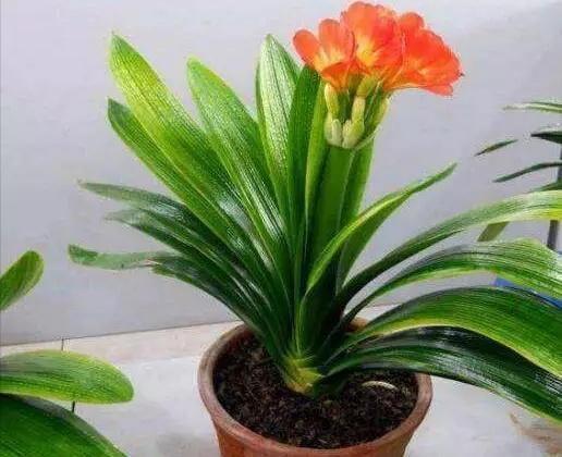 软布|君子兰就喜欢这“玩意”,随便一滴,叶子挺拔如“折扇”,花还大